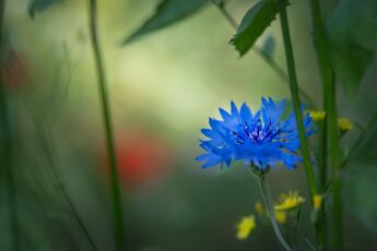 fiore fiordaliso