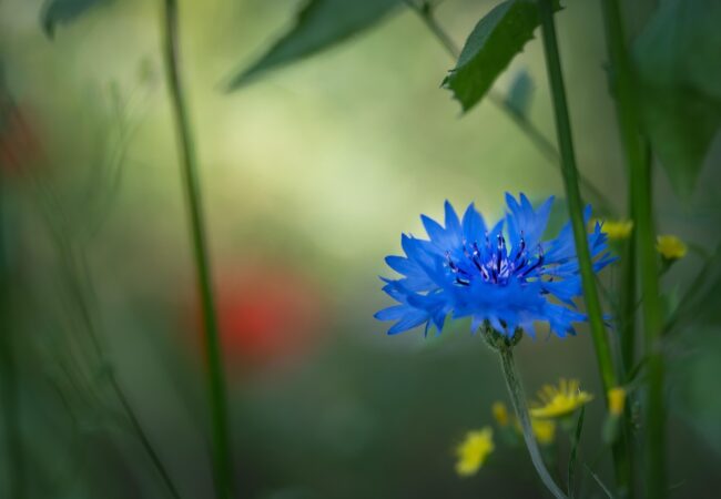 fiore fiordaliso