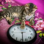 capodanno gatto orologio