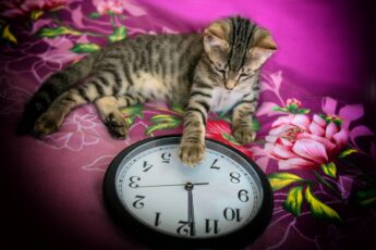 capodanno gatto orologio